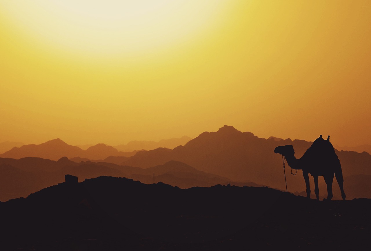 Camel in mountain landscape